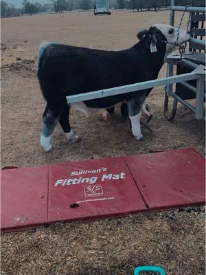 Amazing how far he has changed a lot in 3 months #showcattle #showcattlelife #showheifer #showsteer #showbull #showheifers #showsteers #show #steer #showcattleislife #showbulls #heifer #cattle #cow #cows #showcow #showcows #famous #fyp #fy #fyppppppppppppppppppppppp #fypp 