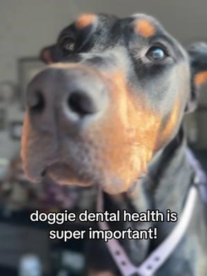 #ad the pups are loving their minty fresh @Pet Honesty dental powder! #freshbreath #dogdentalhygiene #dogdentalcare #dogdentalpowder #dogdentalsupplement #pethonesty #dogsupplements #dogsoftiktok #dobermans_of_tiktok 