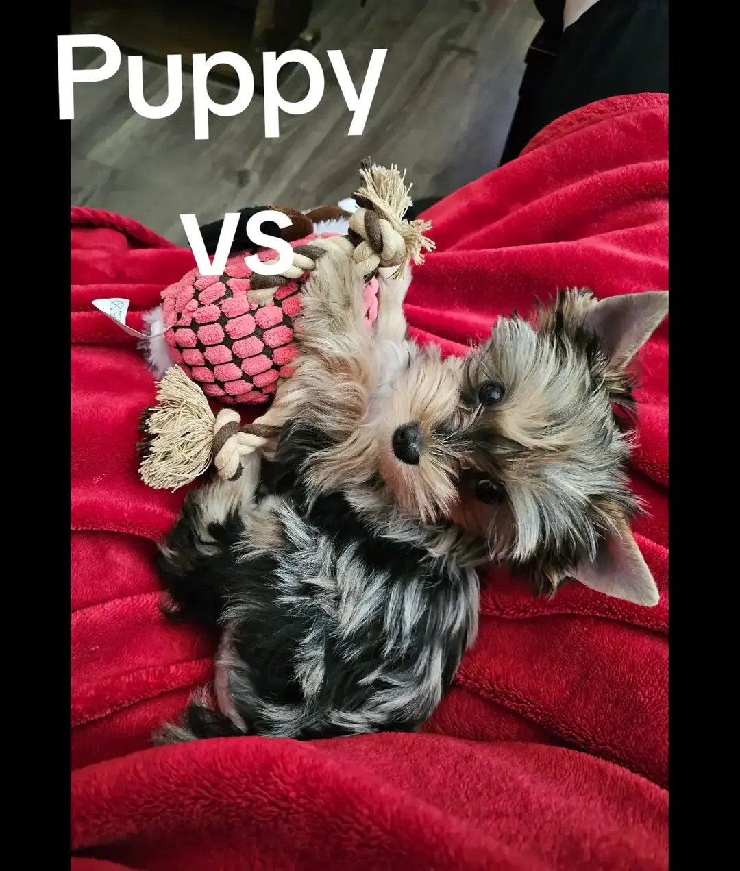 #merleyorkie #blackberrymerleyorkie #yorkiesoftiktok #yorkie #yorkshire #yorkies #yorkshireterrier #puppyvsadult #fyp #foryourpage #welcometomyworld 