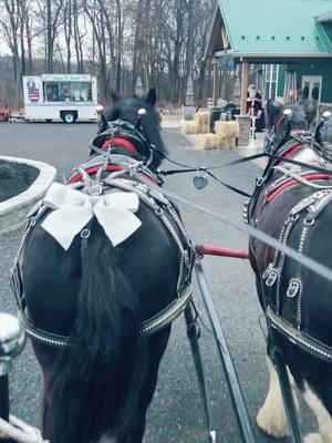 Santa! #holiday #jinglejanglewithme #clydesdalehorse #clydesdalehorse #heritage #carriagehorse 