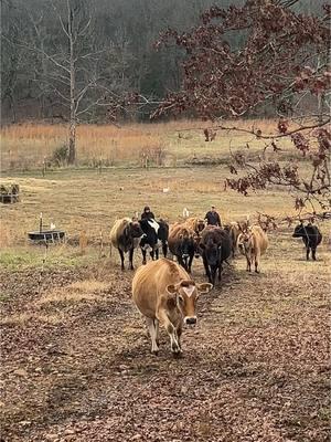 It’s always a race to see which jersey girl makes it in first for milking. #dairycow #jerseycows #microdairy #homesteadlife 