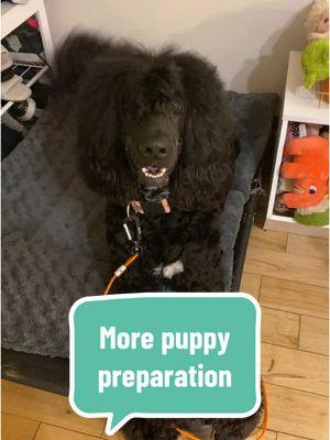 I feel… READY  #dogtok #dogtoker #DogTraining #dogtrainingtips #puppy #puppytok #puppytiktok #puppylife #standardpoodle #poodle #dogowner #dogowners #fy 