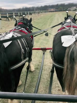 Ho Ho Ho #holiday #jinglejanglewithme #clydesdalehorse #heritage #carriagehorse #vineyard 