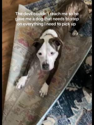 Heaven forbid I try to fix a rug she messed up #pittiesoftiktok #lifeofadog #pitbullsoftiktokviral 