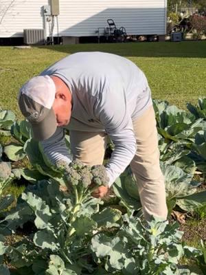 Just picked a mess of broccoli.#kfred #kendallfrederick #kfredseasoning #kfredfishfry #kendallfrederickonyoutube #kfredfloatpopper #kfredspinningreel #kfredjigs #broccoli #cabbage #garden 