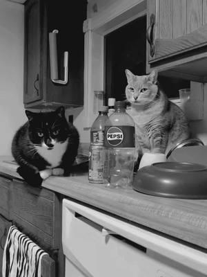 We were making pasta together #catsoftiktok #cattok #tuxedocatsoftiktok #greycatsoftiktok 