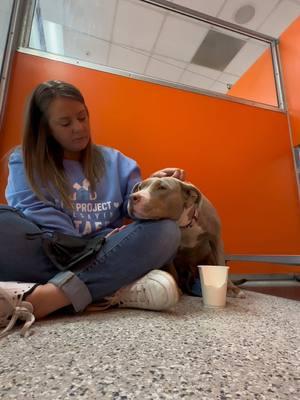 This sweet, gentle girl is available for adoption @KC Pet Project #animalshelter #shelterdog #shelterdogs #shelterpet #shelterworker #adoptme #shydog #scareddog 