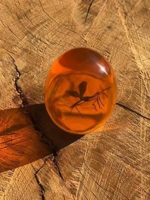 Mosquito in Amber paperweight #mosquitoes #jurrasic #paperweight #collectorsitem #coolcollectibles #tiktokshopholidayhaul 