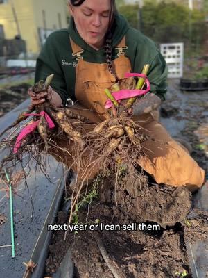 #creatorsearchinsights #fyp #dahlia #tuber #wintergarden #gardenfacts #gardentok #growingflowers #flowerfarm #flowerfarmer #cutflowers #flowers 