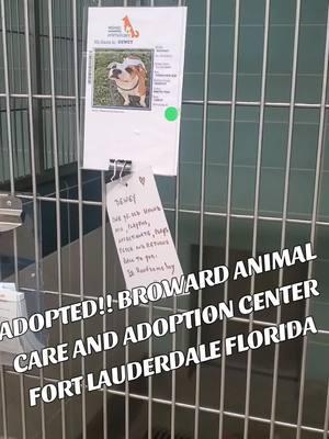 yay for sweet good boy Dewey!! come adopt your new best friend!! Broward Animal Care and Adoption Center Fort Lauderdale Florida #rescueme #rescueismyfavoritebreed #shelterdogsoftiktok #fosteringsaveslives #bullybreedsoftiktok #shelterdog #adoptdontshop #shelterlife #animalcrueltymuststop #browardcounty 