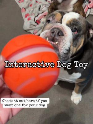 Interactive dog toy on the tiktok shop #dogtoy #doglover #englishbulldog #pettoy #dogmom 