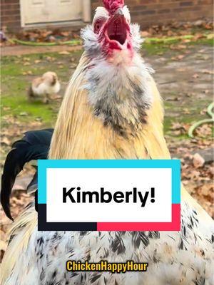 Frankie calls for #kimberly #kim #kimmy #chicken #funnyanimals #memesdaily #rooster #chickenhappyhour  