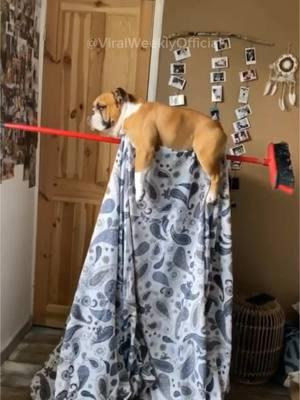 Funniest Animal Moments 😂 #dogsofttiktok #funnyanimalsvideos #dogsaregreat #doggosdoingthings #dogmoms #dogmeme #doggylover 