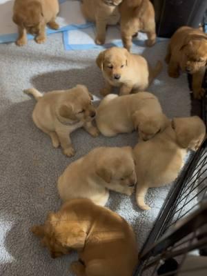 When the puppies learn “bedtime” and listen! #bartonlabradors #montana #bedtime #puppytraining #smartpuppies #nightnight #bartonlabs #labpuppies #englishlabrador #englishlab #labrador #foxredlab 