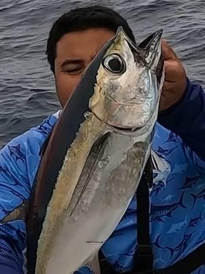 Pescando Tunas en Miami con Sardina y con Jigs #blackfintuna #tuna #tunafishing ##pesca #pescaycazausa #pescaycaza#cazaypesca#tunas#atunes #comopescar