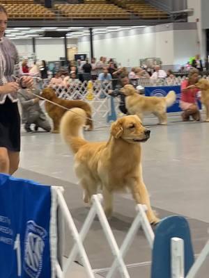 Believe it or not, this is the same dog..pt 24 🫠 #dog #derp #akc #showdog #goldenretriever #funnydog 