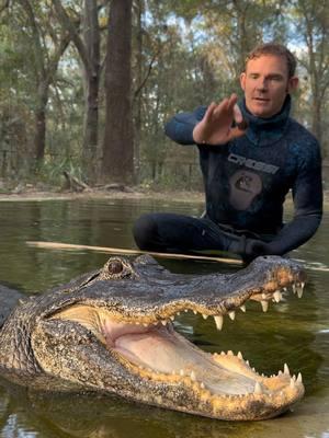 Feeding Bella! Alligators are ectothermic reptiles, meaning their body temperature is regulated by the environment. When the temperature drops, their metabolism slows significantly, rendering them unable to properly digest food. This is because the enzymes necessary for breaking down food require warmth to function efficiently. If an alligator were to eat in cold weather, the food could rot in its stomach, leading to illness or even death. ~~~Our rescue gators are wild caught nuisance gators that would’ve otherwise been destroyed. The state of Florida destroys 8,000 “nuisance” gators annually, but we don’t have a nuisance gators problem but rather a nuisance HUMAN problem. 1k people a day move to FL, unsustainably developing the land, and a lot of ignorant people making a nuisance out of themselves. NEVER feed a wild gator, never have kids or pets near the water, and never swim in gator habitat! And of course, never attempt anything you see in my videos! If you would like to donate to the care of the sanctuary animals, we greatly appreciate any support!! You can make a tax deductible donations directly through our website bellowingacres.org  @bellowingacres  #animaleducation  #Rescue #AnimalRescue #AnimalSanctuary #ExoticAnimals #Animals #Animals #CuteAnimals #educational     #Gator #Alligator #crocodile #nilecroc #nilecrocodile   #reptile #scicomm #rescuegator 