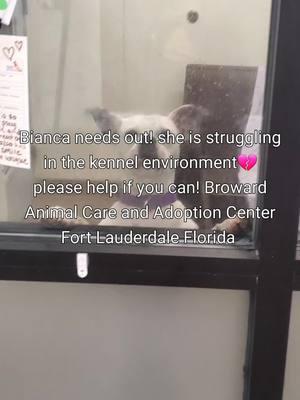 please help Bianca! adoptions are free! the shelter is full! Broward animal care and adoption center Fort Lauderdale Florida #Broward #rescueme #rescueismyfavoritebreed #shelterdogsoftiktok #fosteringsaveslives #bullybreedsoftiktok #shelterdog #adoptdontshop #shelterlife #animalcrueltymuststop #browardcounty 