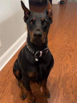 Valhalla the Doberman really wants a bacon treat.#doberman #funnydog #bacon #europeandobermann #valhalla #aspca #beggingdog #dobermanpinscher #dobie 