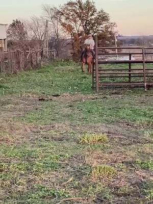 Not sure how true that last part is!! #horse #greenhorse #ranching #horsetiktok #theboys #roughstock #cowboy #donttrythisathome #preformedbyprofessinals 