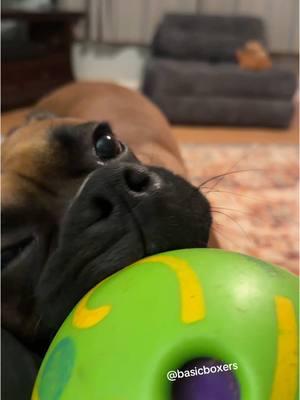 #basicboxers #dogsoftiktok #boxerdogsoftiktok #boxerdog #Reuben 