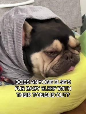 He will set himself up like this and then fall back asleep in 3 seconds 🤨 #frenchie #dogtok #dogmom #frenchiesoftiktok #frenchietok #frenchbulldog #frenchbulldogs #frenchielove #frenchiepuppy #dogsoftiktok #doglover 