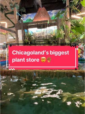 Have you been to Jungle of Niles yet? 😍🪴 They have over 60,000 plants, with very affordable prices! 🤩🌴 #mysecretchicago #thingstodochicago #chicagoactivities #plants 