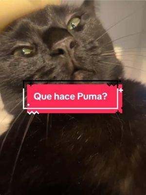 Asi creo habla puma jajaja #puma #migatito #cutecat 