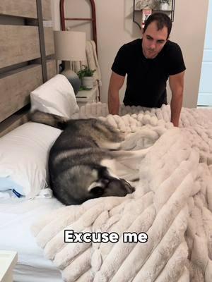 Gaslighting Blue may not have been the spare’s best idea…  #dogsoftiktok #dogsoftiktokviral #husky #huskies #dog #dogs 