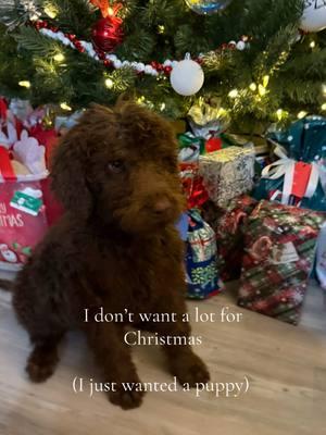 Christmas came early for me! Meet the newest member of our family, Luke! #earlychristmas #merrychristmas #christmaspresents #christmaspuppy #puppy #puppytiktok #labradoodle #labradoodlesoftiktok #fypシ゚viral #fyp #christmasjoy #labradoodlepuppy #labradoodlesoftiktok #puppyparents 