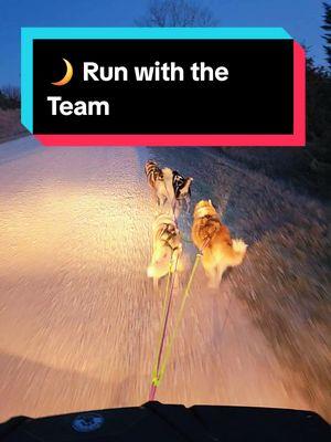 Night runs are so fun but can be a bit scary sometimes #fyp #nightrun #night #workingdogs #sleddogs #training #sleddogtiktok #siberianhuskies #huskysoftiktok #huskylife #fullmoon 