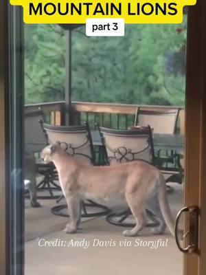 Credit: Andy Davis via Storyful #colorado #coloradocheck #moutains #mountainlion #cats #catsoftiktok #cat #bigcat #lions #natgeo #natgeotiktok #natgeowild #animalencounters #panthers #panther #naples #naplesflorida #naplesfl #southwestflorida #floridaman #fyp #fypシ #fypシ゚viral #fypage #fyppppppppppppppppppppppp #foryoupage #foryourpage #duet #trend #trendingvideo  #floridacheck #floridalife #animals #animalsoftiktok #animalsreact #wild #wildlife #wildanimals #nature  #miamiheat #miami #dueto #foryourpage #foryou #fypage #viral #viralvideo #viraltiktok #viralvideos #hilarious 