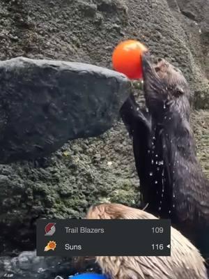 SUNS UP ☀️⬆️ #sunswin #sunsup #otters #zoo #dunk #phoenixsuns #NBA #basketball 