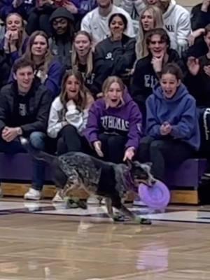 What an awesome night at the @University of St. Thomas men’s basketball game on 12/13/24!  Our cattle dog/border collie Psycho Suzi, our deaf cattle dog/bully breed Akela, and our pitbull Joy all came out to perform this frisbee dog show! So impressed with Joy’s confidence at these shows. This was her 2nd basketball halftime show, and she is unphased by all the signs and sounds. Litterally 0 reaction to the loud buzzers, the people, and everything. When she was younger she was sensitive to sooooo many things. Amazing to see who she’s grown into ❤️🥏🤩 We’ll be back at at St. Thomas in St. Paul, MN this February for a women’s basketball game! #frisbeedog #discdog #halftimeshow #dogtricks #rescuedog #mansbestfriend #stthomas #ust #tommie #stpaul