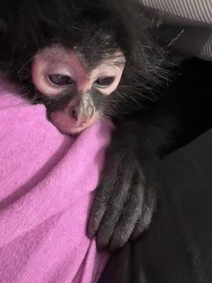 Night night time. #fyppppppppppppppppppppppp #foryou #fypシ゚viral #foryoupage #foryoupageofficiall #monkey #monkeys #monkeysoftiktok #spidermonkey #spidermonkeys #spidermonkeysoftiktok #monkeybaby #monkeyface #monkeylover #cutie #viral #sweetboys 