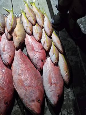 The red snapper fishing is fire! Let's go! #fishingedits #fishing #fishtok 