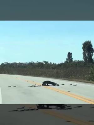 Check this out—something you definitely don’t see every day! A mama gator leading her little ones across the road. Why did the gator cross the road? To get her swamp puppies to the swamp on the other side, of course! 🐊🌴 #Florida #Everglades #Gator #Wildlife #evergladesholidaypark 