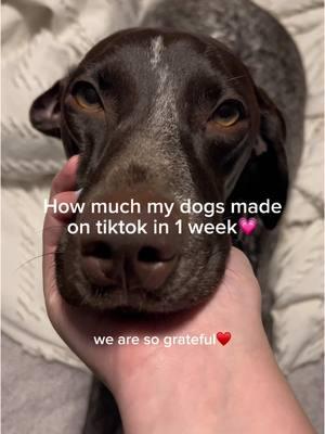 Can’t even believe this is possible😭😭💗 #dogvideos #puppyvideos #velcrodog #clingypet #dogmom #cutedog #puppy #puppylove #dogsoftiktok #dogsvideo #germanshorthairedpointer #puppytok #puppylife #funnydog #gsp #gspoftheday #gspsoftiktok #gsppuppy 