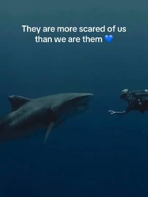 One of my last dives with Tiger Shark, Roxy 💙 Roxy is so resilient. She is a victim and survivor of human impacts, such as bycatch and long-line fishing which resultedin a severly broken jaw, and even has an old and rusty satellite tag drilled through her dorsal fin. We haven’t seen Roxy in a few seasons now, and where are praying to see her again one day soon 💙 🎥: @j@juansharksO@OneOceanDiving #t#tigerhsharkr#roxys#sharkdivingh#hawaiis#savesharkso#oneoceandivingc#conservatione#educationr#researcha