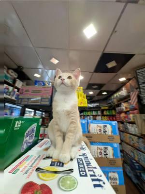 BOSS ! #bodegacat 