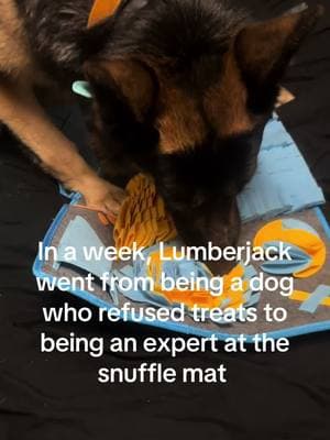 Lumberjack has also gained 8 pounds since adoption. He is on the road to being a sturdy burly boy. Proud of his progress. @BurienDesmoinesCARES #rescuegermanshepherd #rescuepup #rescuedog #gsdoftiktok #snufflemat #forager #fyp #fypシ #treatosfordoggos #adopteddog #shelterdog #germanshepherd #gsdlife 