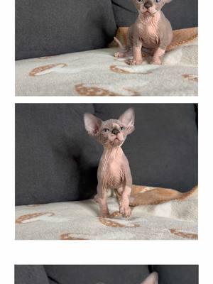 Xander ♥️ #catsoftiktok #sphynxoftiktok #sphynxlair #sphynxcommunity #sphynxworldwide  #sphynxkitten #ilovemysphynx #sphynxlove #sphynxcat  #hairless_catstagram #sphynxdaily #sphynxaddiction #littlesphynxcattery #sphynxismyworld #sphynx #hairlesscat #sphynxfamily #cats_of_instagram #cat #sphynxoftheday #kittens #adorable #catsoftiktok #cats #sphynxbreeder #cutekitten #babycat #oahu 