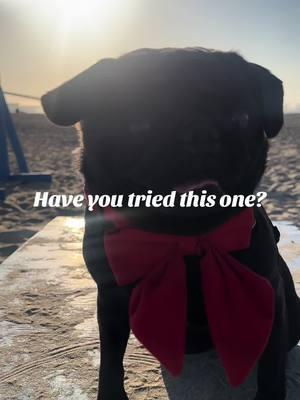 Fun at the beach ☀️  #pug #pugsoftiktok #blackpug #pugslife #pugpuppy #pugtok #dogsofttiktok #ocpug #fyp #pugs #puglife #beachpug 