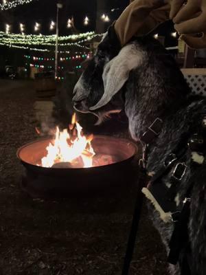 Reindeer Quill joining the conversation by the fire❤️🦌🎄 #leamansgreenapplebarn #7generationfarm #michiganfarmer #reindeerquill #christmasonthefarm #loveanimals #goatsoftiktok #quill #christmasreindeer #reindeer 