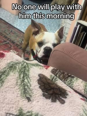 #poorthing #dogs #deafdog #bostonterrier #playtime #naptime #dogsoftiktok 