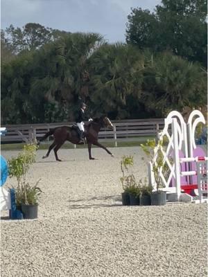 We took 4th in our jump off!!#horses #equestrian #trainer #horseshow #ottb #bayhorse #ottbjumper #showjumper #hunterjumper #jumpers #eq #horsesoftiktok #jumperhorse #equestrianreposts #horseaesthetic #horsesounds #lovehorses 