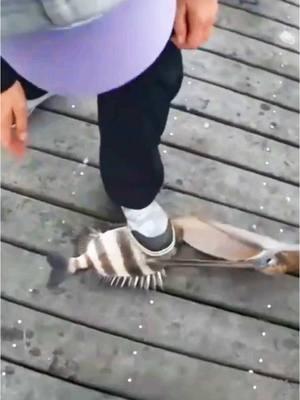 PIER CRAZINESS! #fishinglife #fishingtiktoks #fisherman #fyp #fishingfun #funny #funnyvideo #fishtok #fish #nature #wildlife #trending #fishcontent #pierfishing #pier #florida #floridacheck #birds #pelicans #funnymoments #funnytiktok #comedyvideo #fishingfails #fishingforlife #animals #viralvideo #viraltiktok #thisisfun #laugh #fail #fishinggirl #ladyangler #girlswhofish #Outdoors #saltwaterfishing #salty #crazystory #wild #sheepshead #blowthisup #fishingtime #funnyanimals #pensacola #follow #reelcoastal #foryoupage #fishingtrip #mylife #funnymemes #viralfunnyvideo 