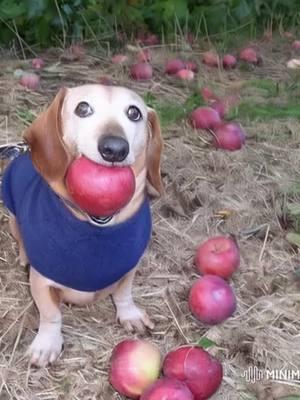 #dogapple #dogwithapple #dog #apple #appledogoriginal #dogwithappleinmouthtrend #fypシ 