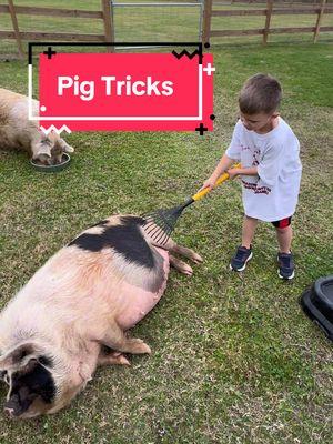 The more you know…• #kunekune #animaltricks #dogtricks #homesteading #farm #farmlife 