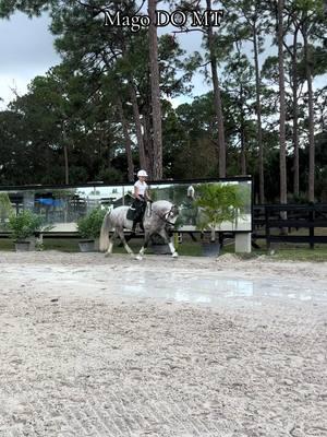 Magos forst snaffle day…i am a huge advocate dir riding a hirse inti lightness and elasticity. Mago and I rode in a snaffle yesterday for the first time.  it was not easy at first as he tried to bull and run through it but fuve minutes later came the most incredible feeling ive ever had in my career… we have much work to do on his balance, back fitness, and true connection, but we are starting at a really interesting spot. I love a good power horse and this guy is pure power and ego.  I finally have my war horse and I am so grateful to the universe everyday for this blessing⚡️🖤 #anc#ancientartsdressagek#eckequestriane#dressagehorsesu#equestrianluxurye#dressagerider #EQe#dressageu#equestrianlifeu#equestriantraininge#dressagetraininga#classicaldressager#horsesofinstagramr#horseridingr#horsepowerr#horsea#spainallion  #magodomt @The Distinguished Rider 